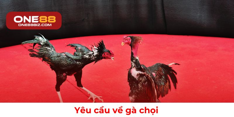Tiêu chuẩn lựa chọn gà chọi trong đá gà ONE88