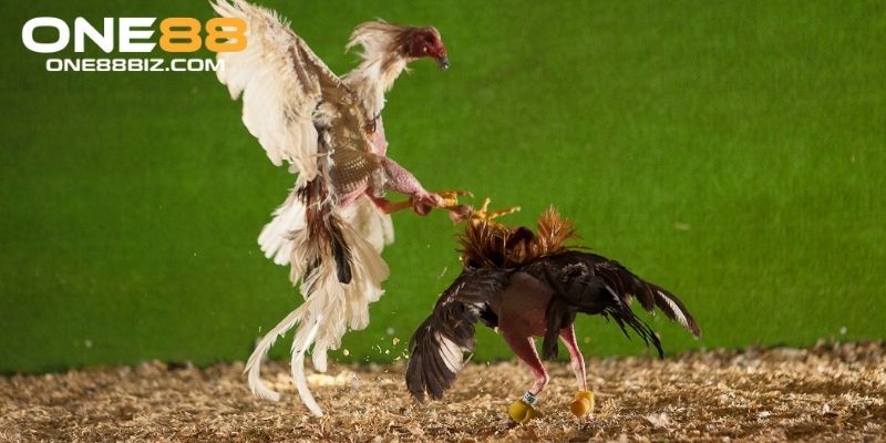 Đá gà đòn là hình thức chọi kê phổ biến
