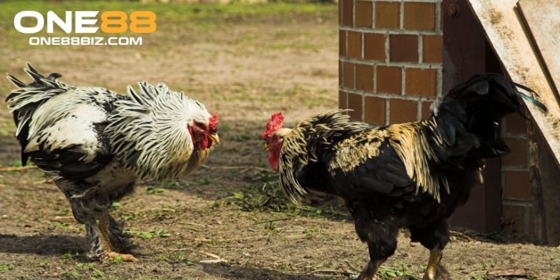 Đấu gà đòn có nhiều điểm khác biệt với các hình thức chọi kê khác