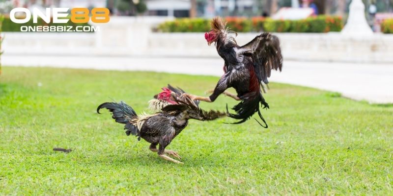 Cách chọn gà đá đòn dũng mãnh