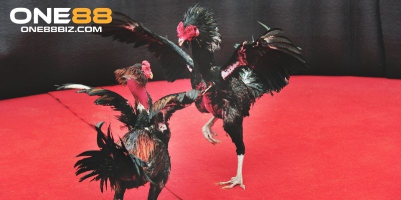 Luật tham gia cá cược đá gà đòn chi tiết tại ONE88